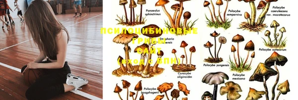 кокс Ростов